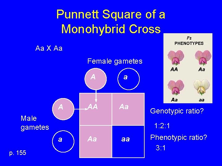 Punnett Square of a Monohybrid Cross Aa X Aa Female gametes A A a