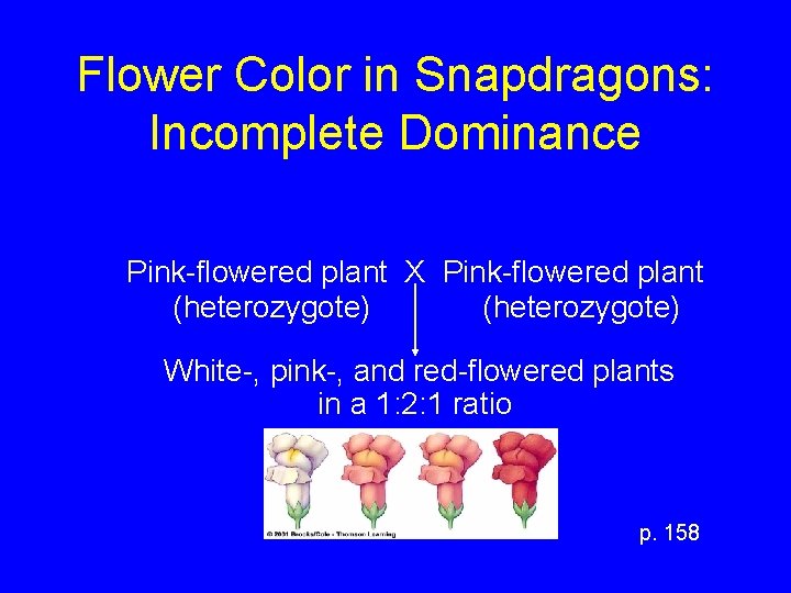 Flower Color in Snapdragons: Incomplete Dominance Pink-flowered plant X Pink-flowered plant (heterozygote) White-, pink-,