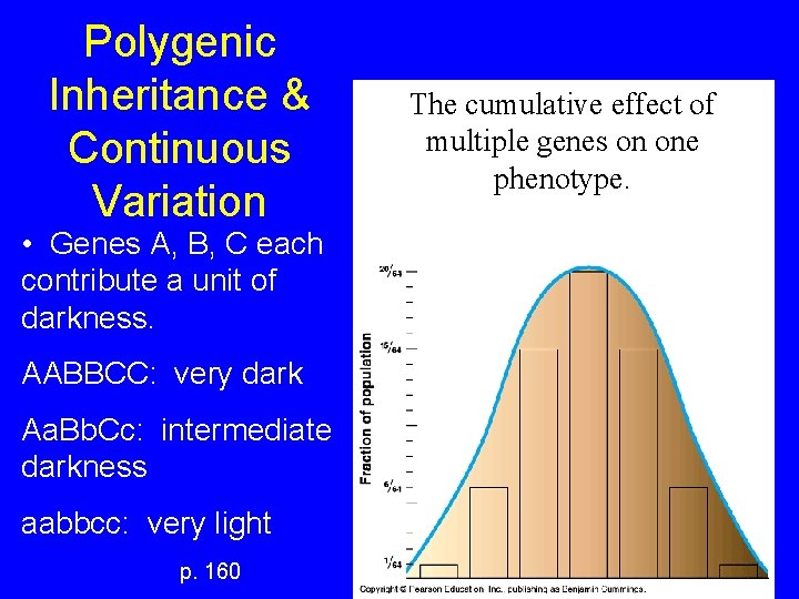 Polygenic Inheritance & Continuous Variation • Genes A, B, C each contribute a unit