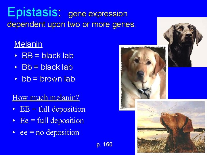 Epistasis: gene expression dependent upon two or more genes. Melanin • BB = black