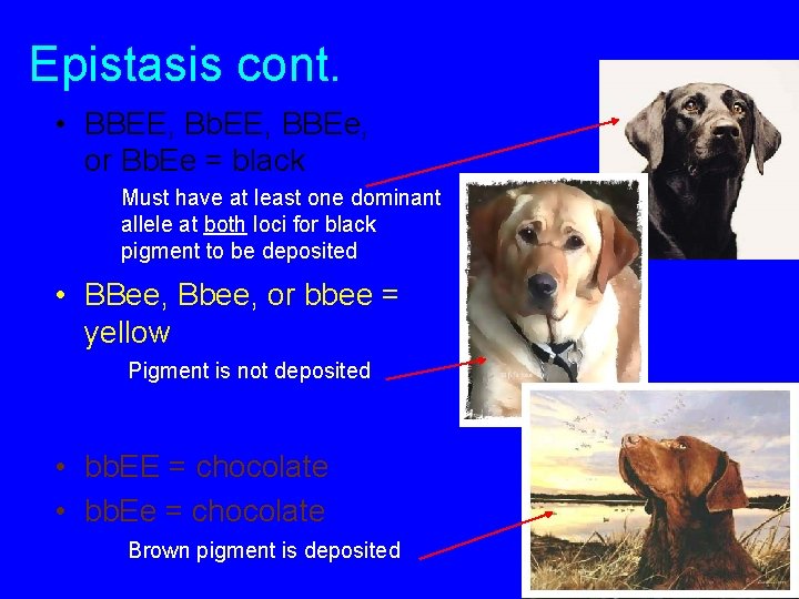 Epistasis cont. • BBEE, Bb. EE, BBEe, or Bb. Ee = black Must have