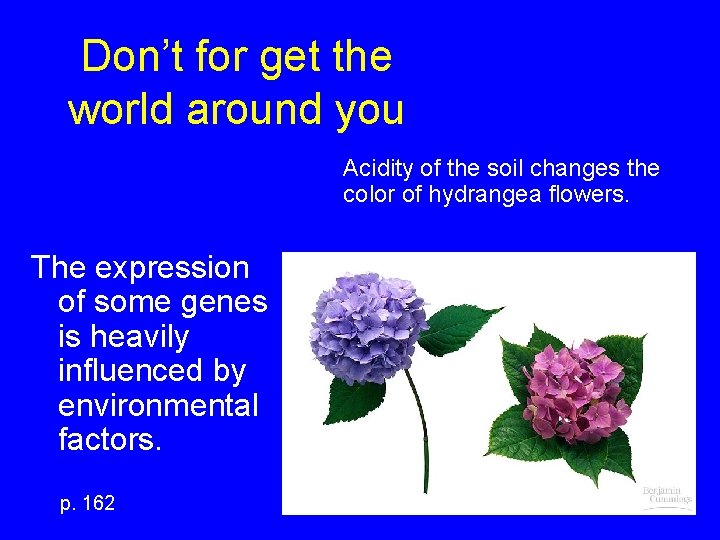 Don’t for get the world around you Acidity of the soil changes the color