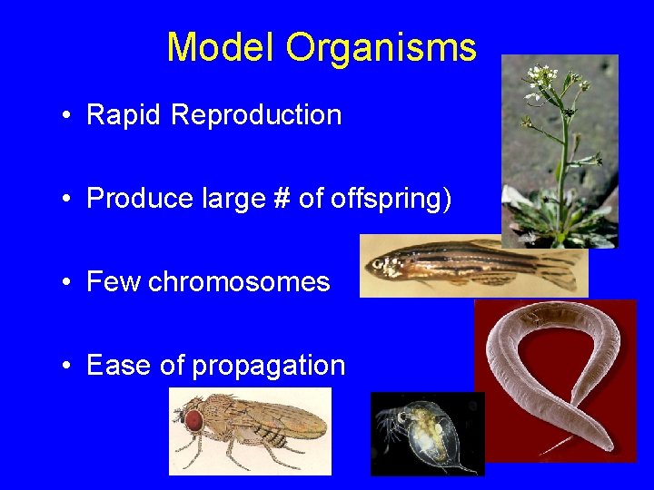 Model Organisms • Rapid Reproduction • Produce large # of offspring) • Few chromosomes