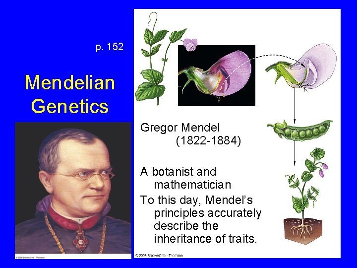 p. 152 Mendelian Genetics Gregor Mendel (1822 -1884) A botanist and • Described the