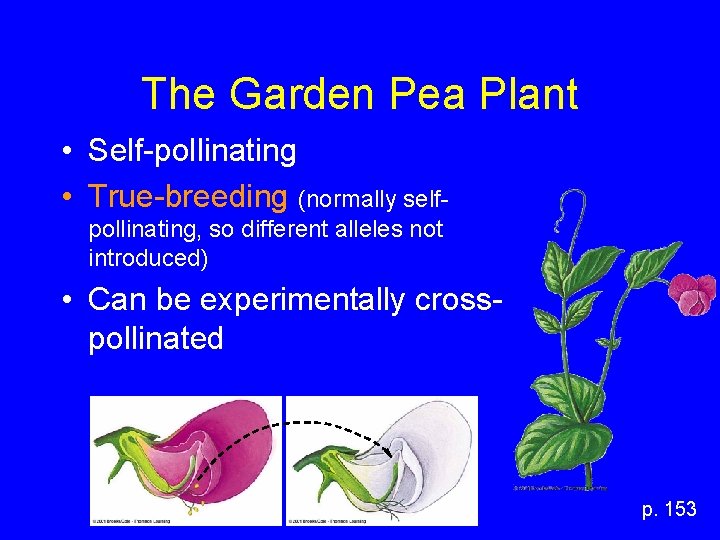 The Garden Pea Plant • Self-pollinating • True-breeding (normally selfpollinating, so different alleles not