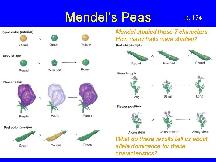 Mendel’s Peas p. 154 Mendel studied these 7 characters. How many traits were studied?