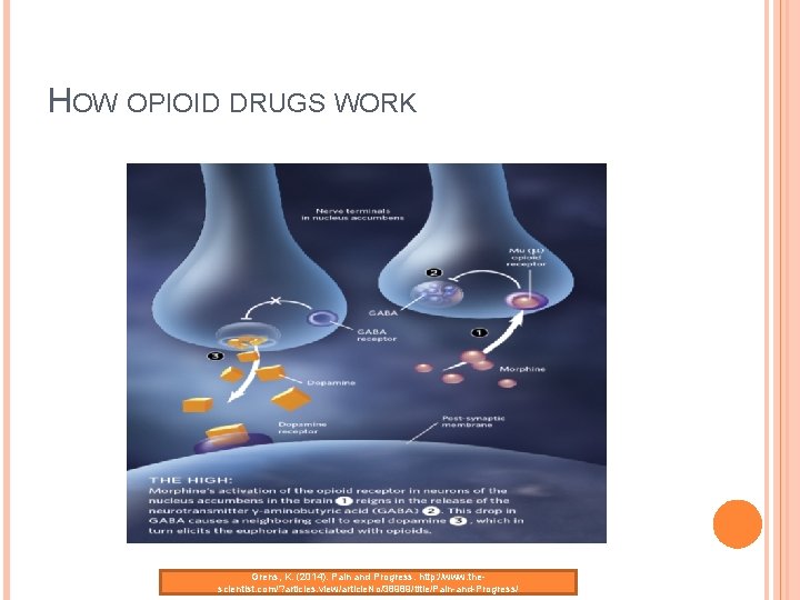 HOW OPIOID DRUGS WORK Grens, K. (2014). Pain and Progress. http: //www. thescientist. com/?