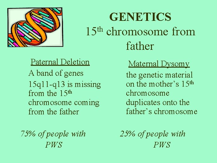 GENETICS 15 th chromosome from father Paternal Deletion A band of genes 15 q