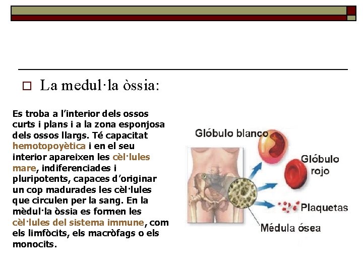 o La medul·la òssia: Es troba a l’interior dels ossos curts i plans i