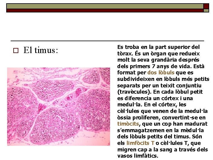 o El timus: Es troba en la part superior del tòrax. És un òrgan