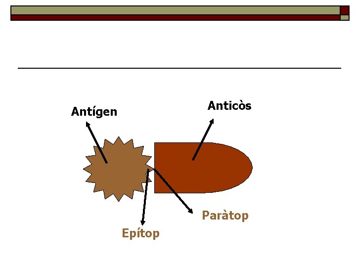 Anticòs Antígen Paràtop Epítop 