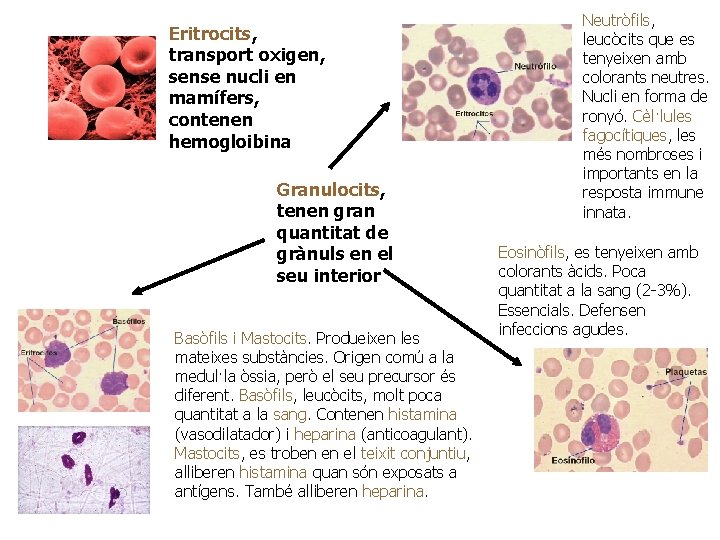 Eritrocits, transport oxigen, sense nucli en mamífers, contenen hemogloibina Granulocits, tenen gran quantitat de