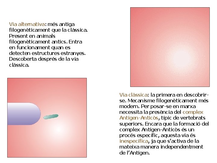 Via alternativa: més antiga filogenèticament que la clàssica. Present en animals filogenèticament antics. Entra