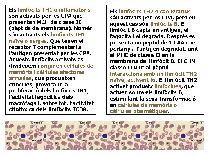 Els limfòcits TH 1 o inflamatoris són activats per les CPA que presenten MCH