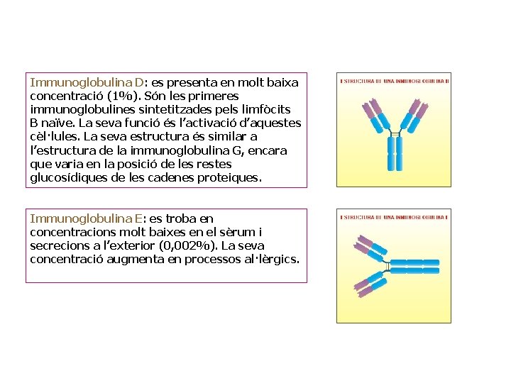 Immunoglobulina D: es presenta en molt baixa concentració (1%). Són les primeres immunoglobulines sintetitzades