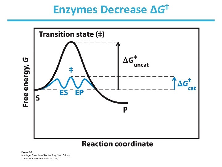 Enzymes Decrease ΔG‡ 