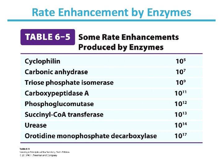 Rate Enhancement by Enzymes 