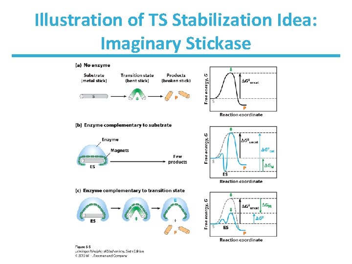 Illustration of TS Stabilization Idea: Imaginary Stickase 