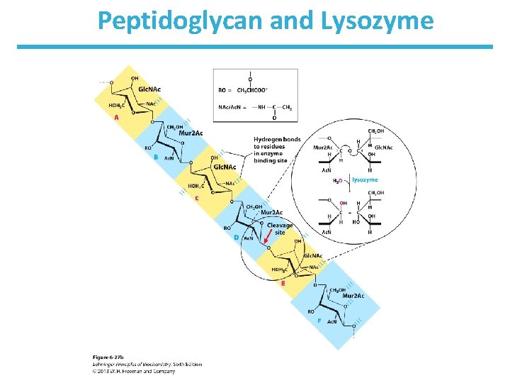 Peptidoglycan and Lysozyme 