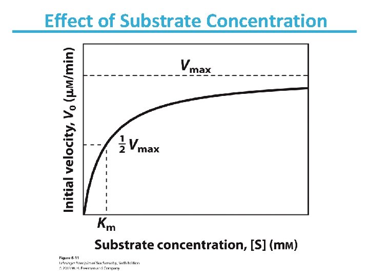 Effect of Substrate Concentration 