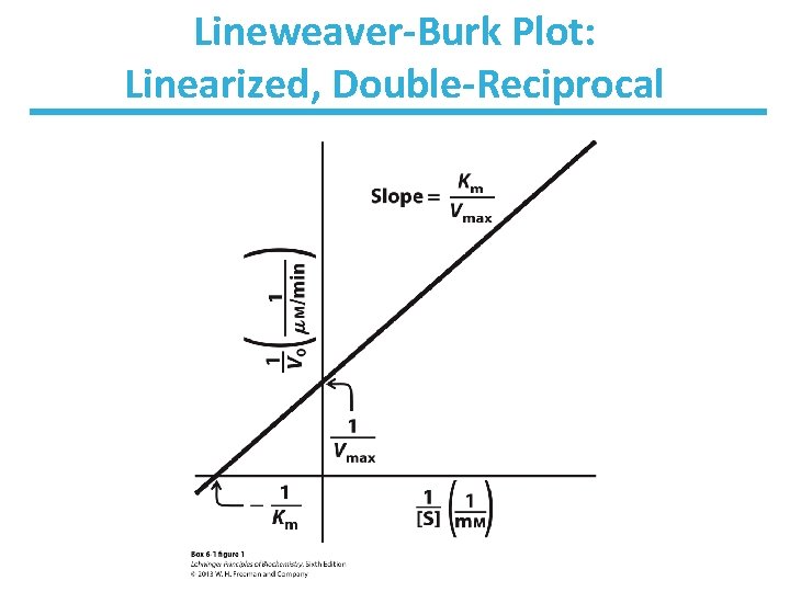 Lineweaver-Burk Plot: Linearized, Double-Reciprocal 