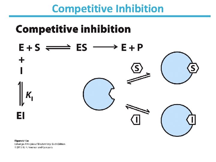 Competitive Inhibition 