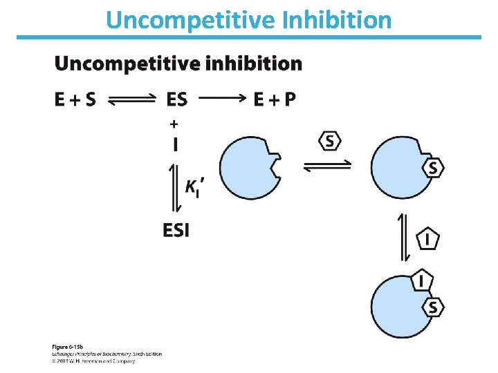 Uncompetitive Inhibition 