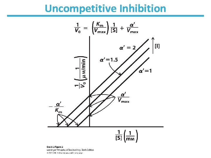 Uncompetitive Inhibition 
