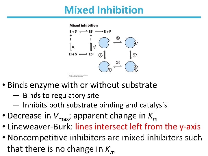 Mixed Inhibition • Binds enzyme with or without substrate ― Binds to regulatory site