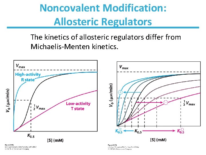 Noncovalent Modification: Allosteric Regulators The kinetics of allosteric regulators differ from Michaelis-Menten kinetics. 