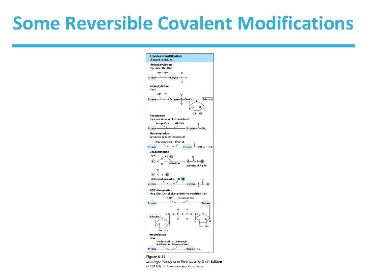 Some Reversible Covalent Modifications 