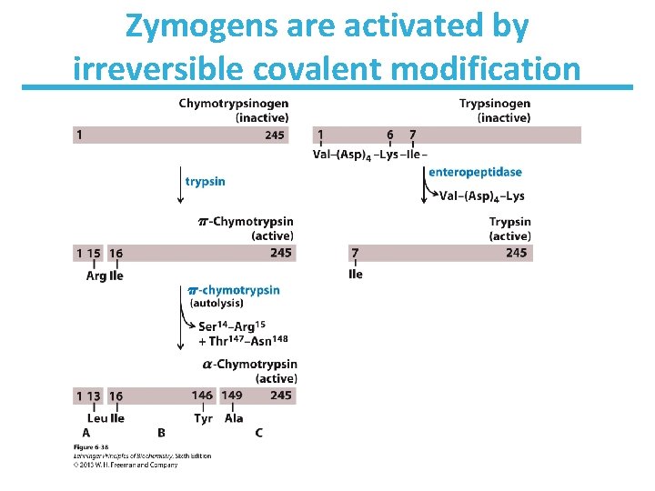 CHAPTER 6 Enzymes Key topics about enzyme function - Enzyme Cut Out Activity Answer Key