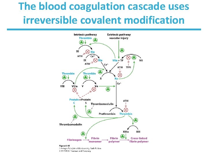 The blood coagulation cascade uses irreversible covalent modification 