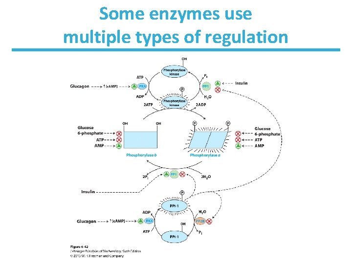 Some enzymes use multiple types of regulation 