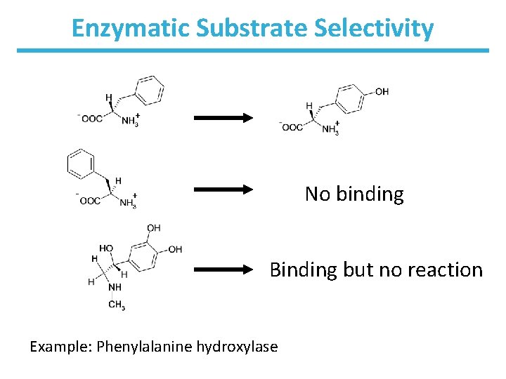 Enzymatic Substrate Selectivity No binding Binding but no reaction Example: Phenylalanine hydroxylase 
