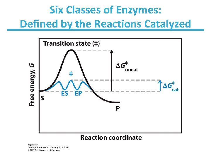 Six Classes of Enzymes: Defined by the Reactions Catalyzed 