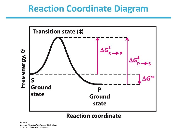 Reaction Coordinate Diagram 