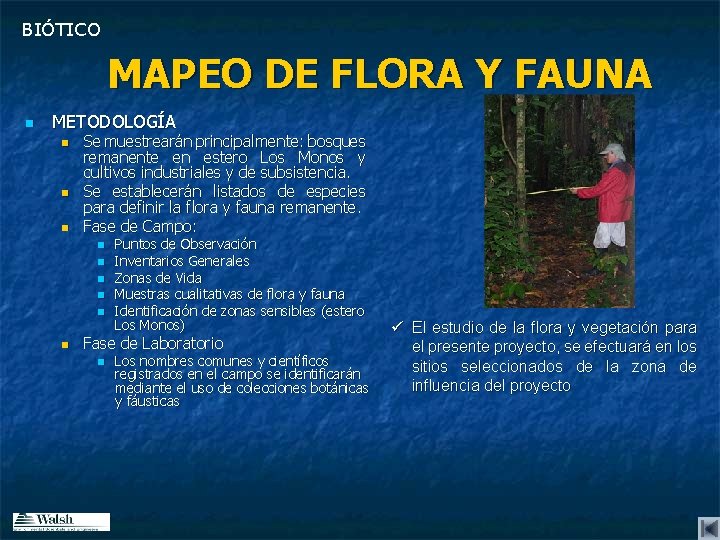BIÓTICO MAPEO DE FLORA Y FAUNA n METODOLOGÍA n n n Se muestrearán principalmente: