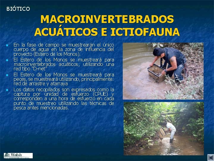 BIÓTICO MACROINVERTEBRADOS ACUÁTICOS E ICTIOFAUNA n n En la fase de campo se muestrearán