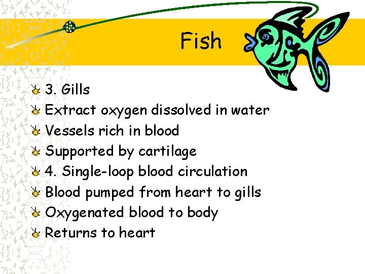 Fish 3. Gills Extract oxygen dissolved in water Vessels rich in blood Supported by