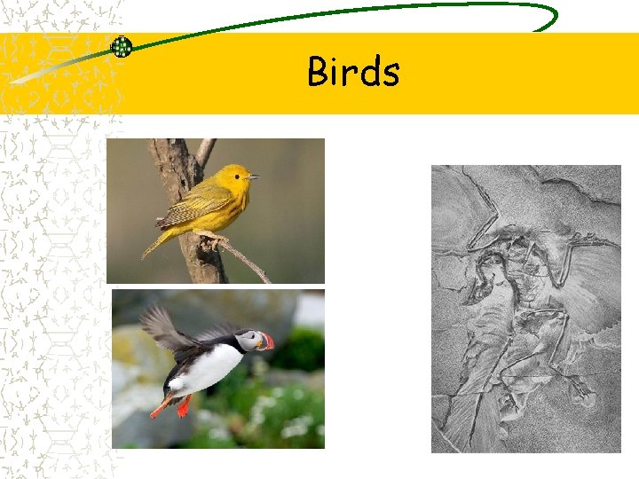 Birds 