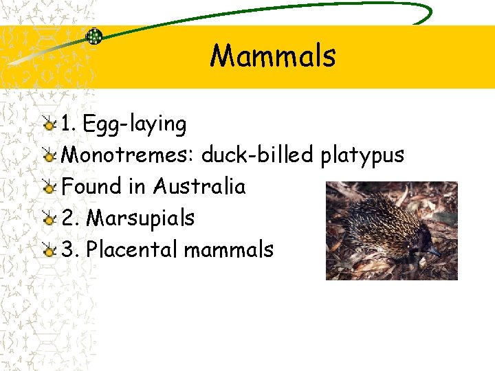 Mammals 1. Egg-laying Monotremes: duck-billed platypus Found in Australia 2. Marsupials 3. Placental mammals