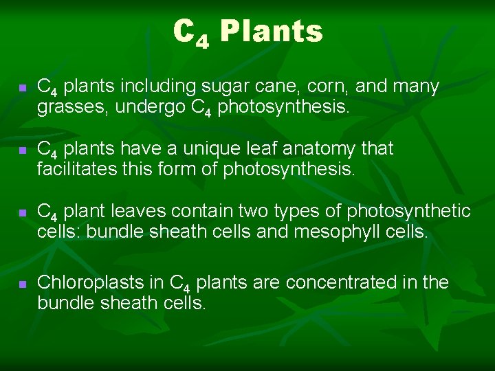 C 4 Plants n n C 4 plants including sugar cane, corn, and many