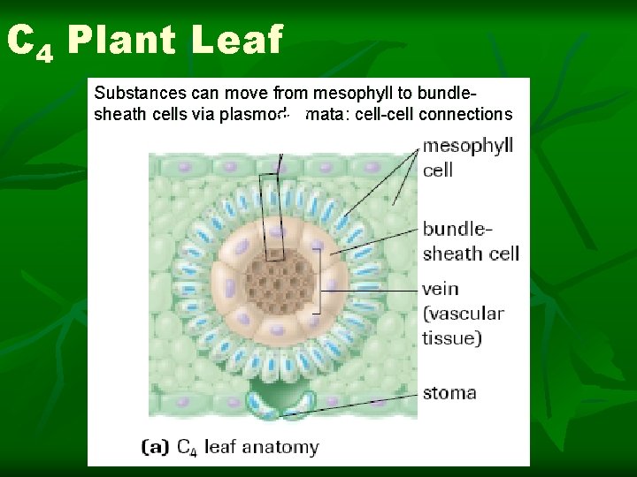 C 4 Plant Leaf Substances can move from mesophyll to bundlesheath cells via plasmodesmata: