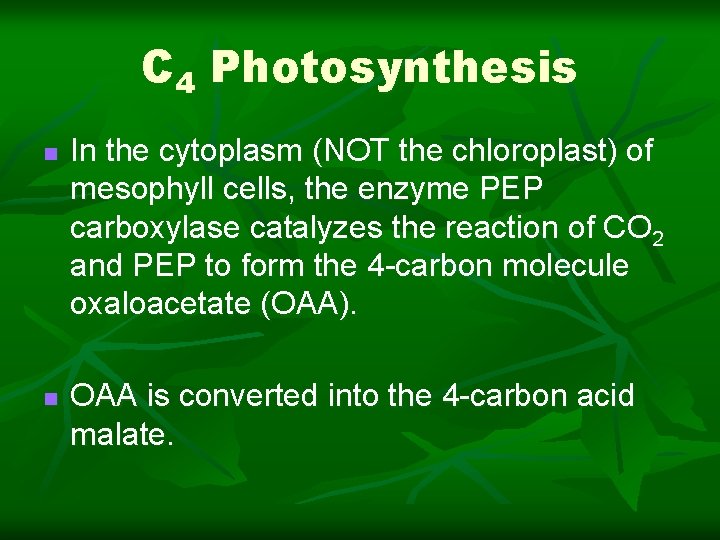 C 4 Photosynthesis n n In the cytoplasm (NOT the chloroplast) of mesophyll cells,