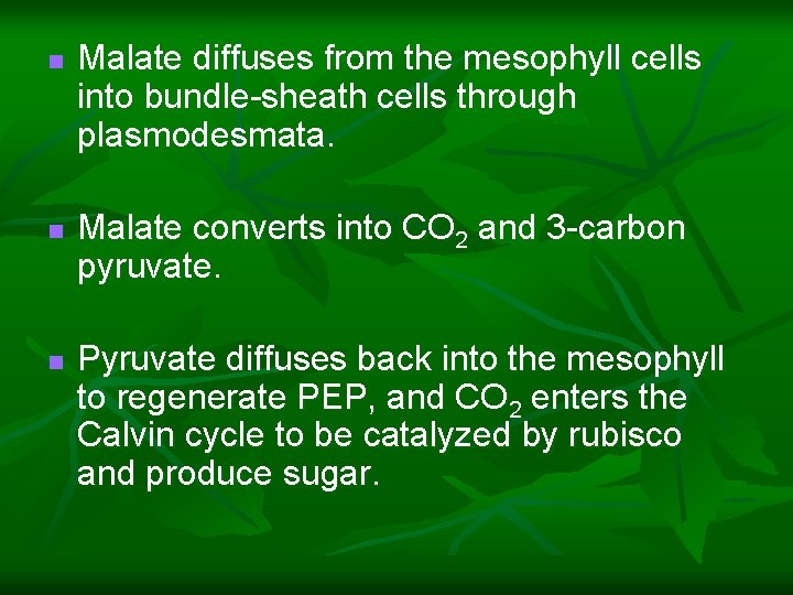 n n n Malate diffuses from the mesophyll cells into bundle-sheath cells through plasmodesmata.