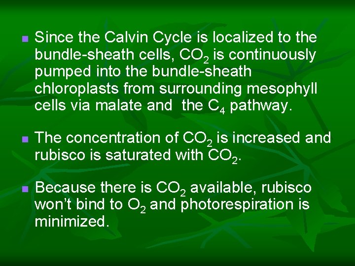 n n n Since the Calvin Cycle is localized to the bundle-sheath cells, CO