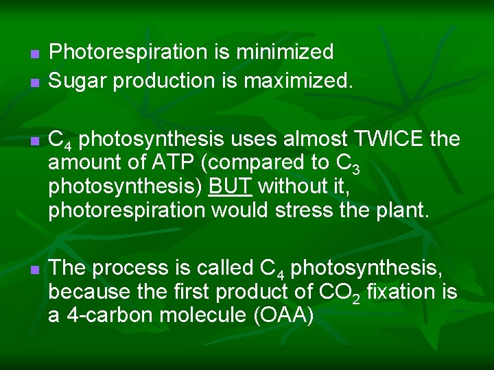 n n Photorespiration is minimized Sugar production is maximized. C 4 photosynthesis uses almost