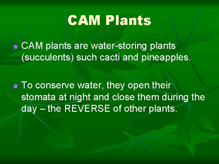 CAM Plants n n CAM plants are water-storing plants (succulents) such cacti and pineapples.