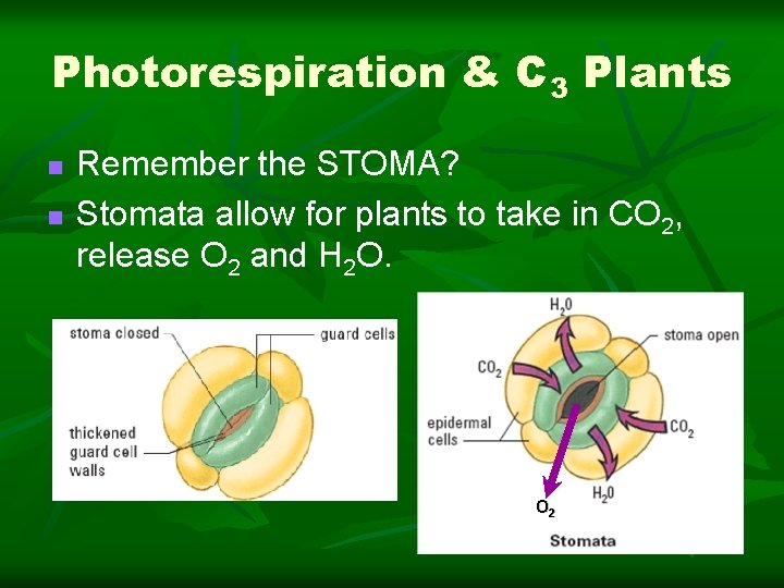 Photorespiration & C 3 Plants n n Remember the STOMA? Stomata allow for plants